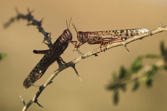 Framed Print : Locusts rest on a branch near Kmehin in Israels Negev desert
