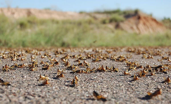 Locusts are seen on the main road in the Menabe region of western Madagascar