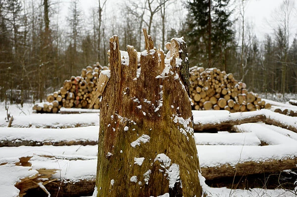 Logged stub and trees are seen at one of the last primeval forests in Europe
