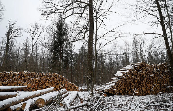 Logged trees are seen at one of the last primeval forests in Europe, Bialowieza forest