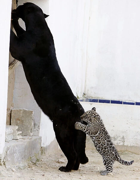 Lolo, a black Jaguar, plays with her newborn spotted cub inside their cage at Jordan s