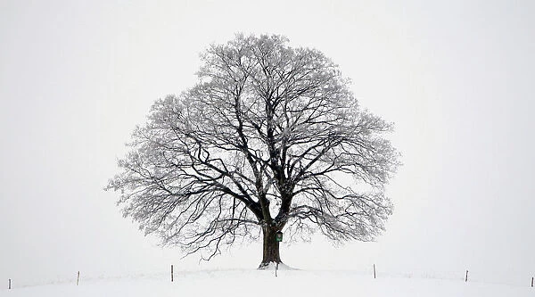 Lone maple tree stands in the central Bohemian town of Votice