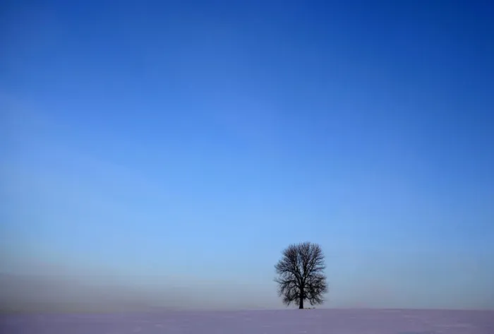 Framed Print : A lone tree stands on the snow covered field near the village of Rovne Framed Print : A lone tree stands on the snow covered field near the village of Rovne