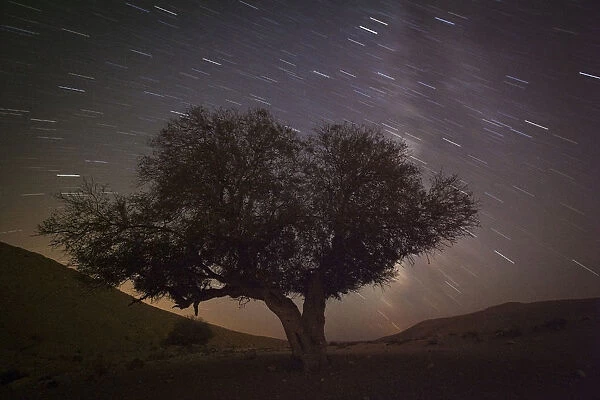 A long exposure shows stars behind a tree during the annual Perseid meteor shower