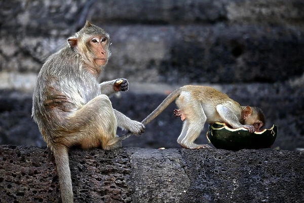 A long-tailed macaque holds its babys tail during the annual Monkey Buffet Festival at
