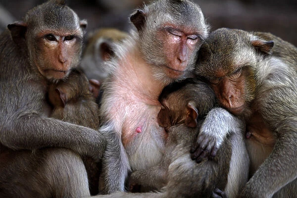 Long-tailed macaques rest after eating at the Pra Prang Sam Yot temple during the annual