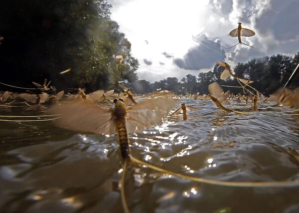 Long-tailed mayflies mate on the surface of the Tisza river near Tiszakinoka