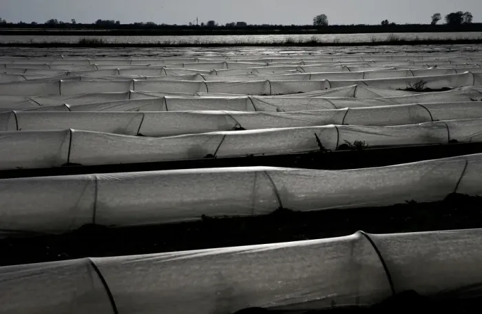 Framed Print : Low tunnels are seen in a field in Maccarese