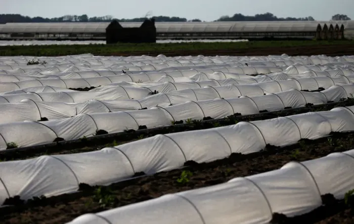 Framed Print : Low tunnels are seen in a field in Maccarese Framed Print : Low tunnels are seen in a field in Maccarese