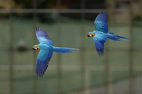 Macaws fly in front of office buildings in Caracas