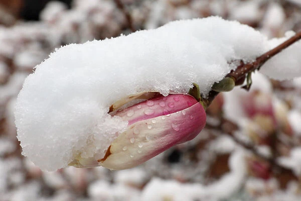 A magnolia is covered with snow before it start blooming in Washington