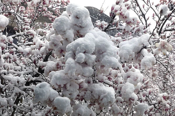 A magnolia is covered with snow before it start blooming in Washington