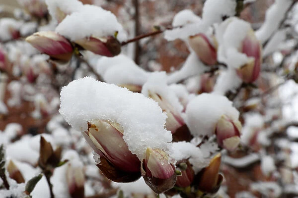 A magnolia is covered with snow before it starts blooming, in Washington