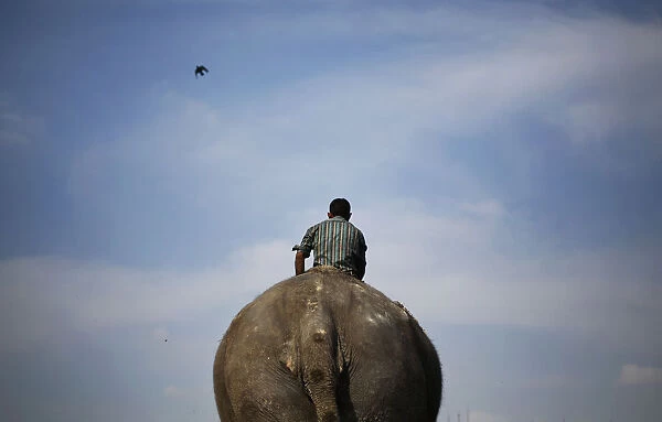 A mahout rides his elephant on the banks of the river Yamuna in New Delhi