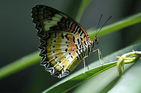 A Malay Lacewing (Cethosia hypsea hypsina) butterfly clings to a leaf at American