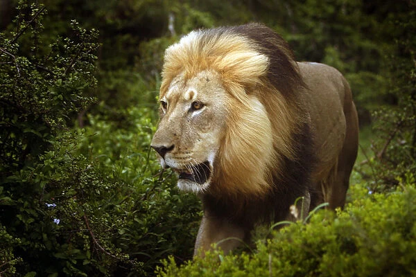A male African lion stalks through the bush in the Addo Elephant Park
