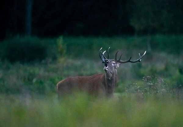 Male deer roars in a field in Republican landscape reserve Nalibokski near the village