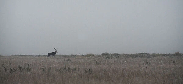 Male deer walks in a field in Republican landscape reserve Nalibokski near the village