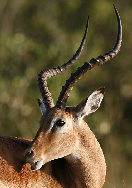 A male Impala antelope is seen on the plains of the Masai Mara game reserve