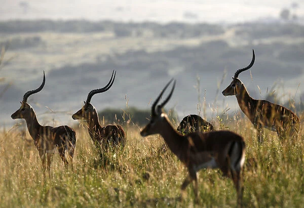 Male Impala antelopes graze on the plains of the Masai Mara game reserve