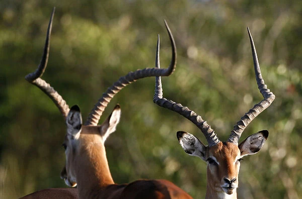 Male Impala antelopes sit together on the plains of the Masai Mara game reserve