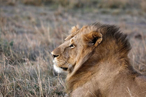 A male lion is seen in the Msai Mara National Reserve