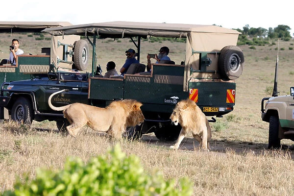 Male Lions fight next to tourists vehicles in the Msai Mara National Reserve
