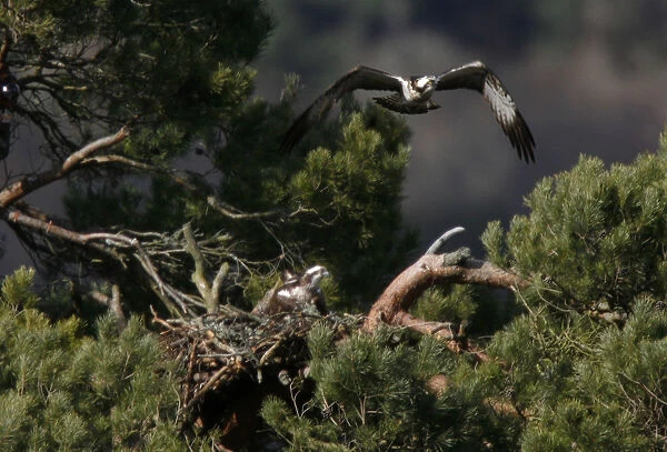 A male osprey flies to its breeding ground at Loch of Lowes in Perth
