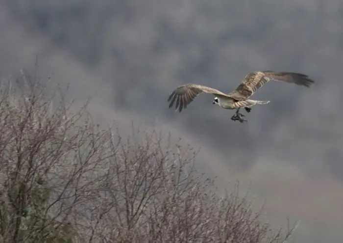 Framed Print : A male Osprey returns to the nest with a fish to feed the female who had laid her Framed Print : A male Osprey returns to the nest with a fish to feed the female who had laid her