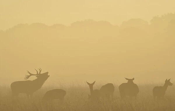 A male red deer barks in the early morning in Richmond Park in south west London