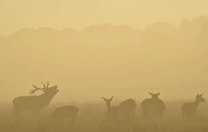 Framed Print : A male red deer barks in the early morning in Richmond Park in south west London Framed Print : A male red deer barks in the early morning in Richmond Park in south west London
