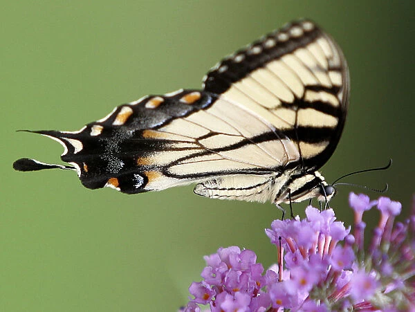 Male Tiger swallowtail draws nectar from butterfly bush in Wilmington, Delaware