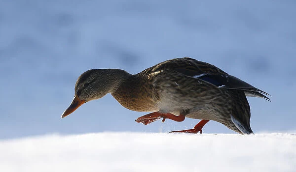 A mallard duck is seen in a lake as the temperature dropped to around minus 23 degrees