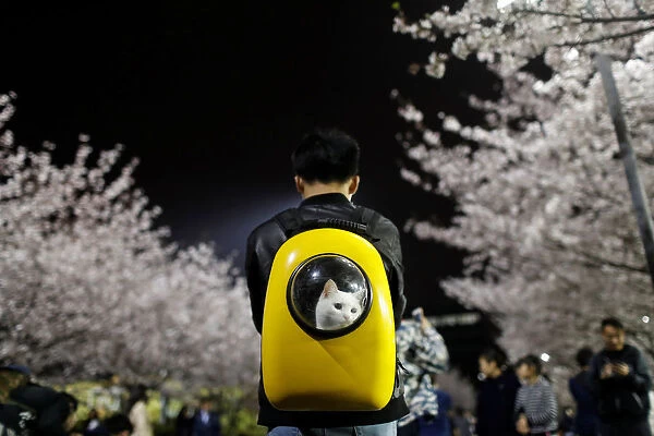A man carries his pet cat as he walks under the cherry blossoms at Tongji University in