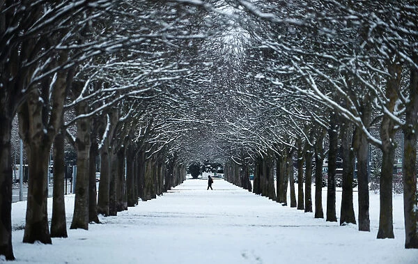 A man crosses an avenue of snow-covered trees in the Basque city of Vitoria