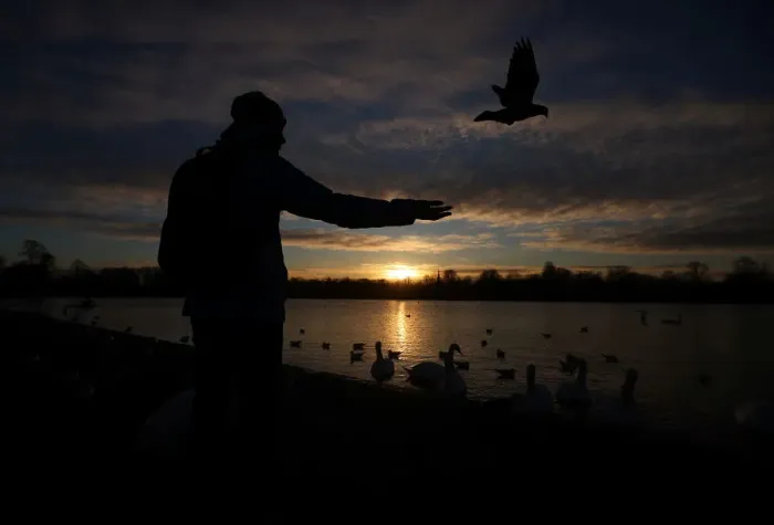 Framed Print : A man feeds birds at the Round Pond in Kensington Gardens during sunrise in London Framed Print : A man feeds birds at the Round Pond in Kensington Gardens during sunrise in London