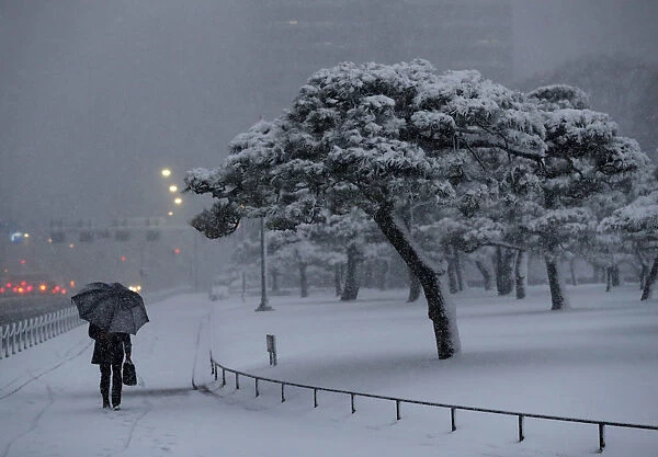 A man holding an umbrella makes his way in the heavy snow at the Imperial Palace in Tokyo