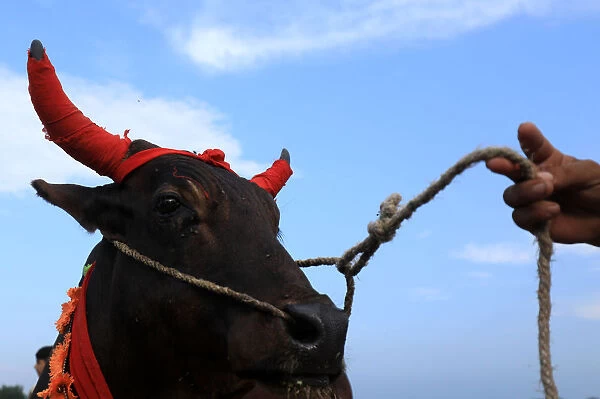A man holds a rope of a sacrificial bull, with its horn adorned with red cloths for sale