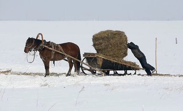 A man loads a horse sledge with hay in a field in Krasnoyarsk Region