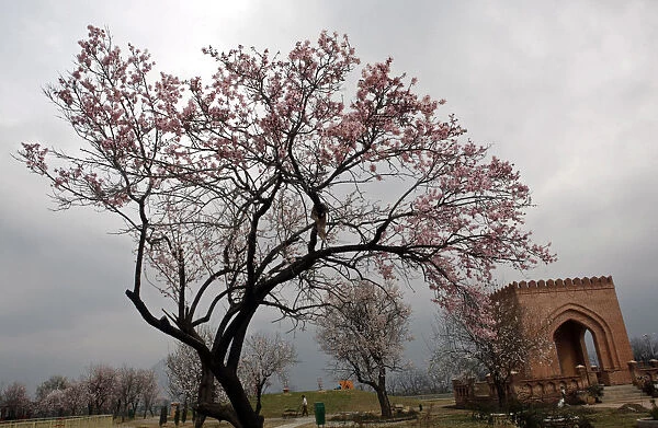 Man pushes handcart under full bloomed almond tree in Srinagar