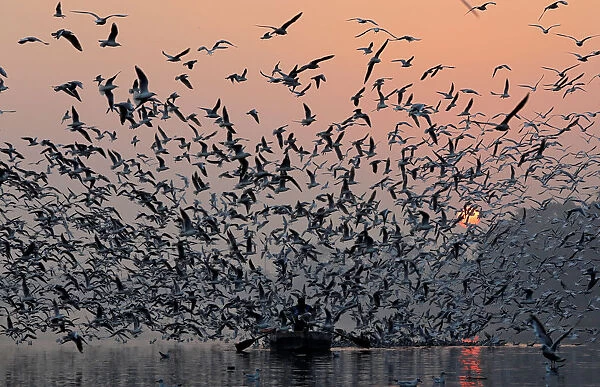 A man rides a boat as seagulls fly over the waters of the river Yamuna early morning in