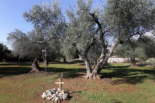 Man is seen harvesting olives near the tomb of fallen Greek World War Two soldiers in