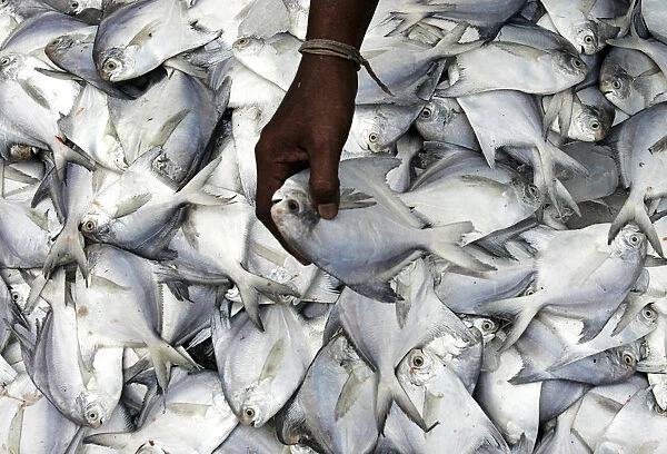 A man sorts through a stack of fresh pomfret in Karachis fish harbour