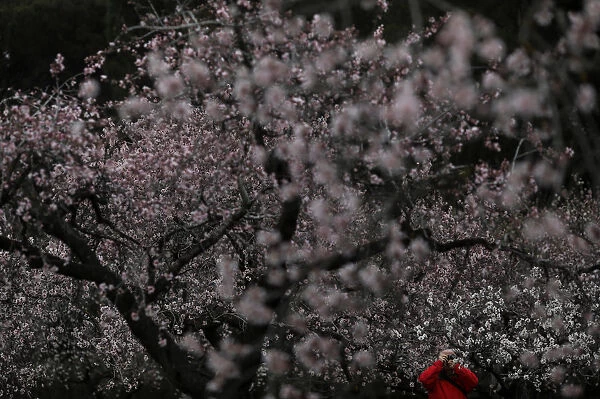 A man takes pictures of almond blossoms at a park in Madrid