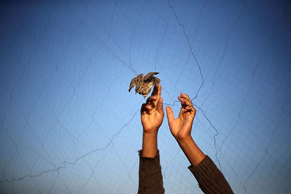 A man takes out a quail from a net after catching it on a beach in Khan Younis, in