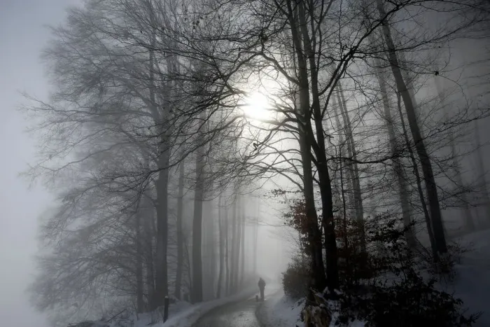 Framed Print : A man walks with his dog through a forest during a foggy morning in Bern Framed Print : A man walks with his dog through a forest during a foggy morning in Bern