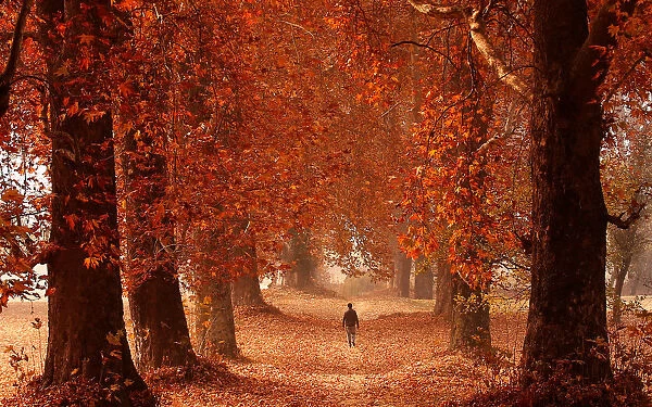 A man walks through a garden on an autumn day in Srinagar