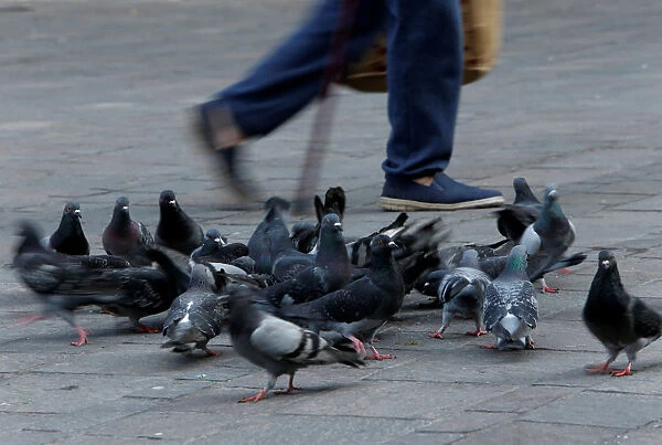 A man walks past pigeons foraging for food on the ground in Valletta