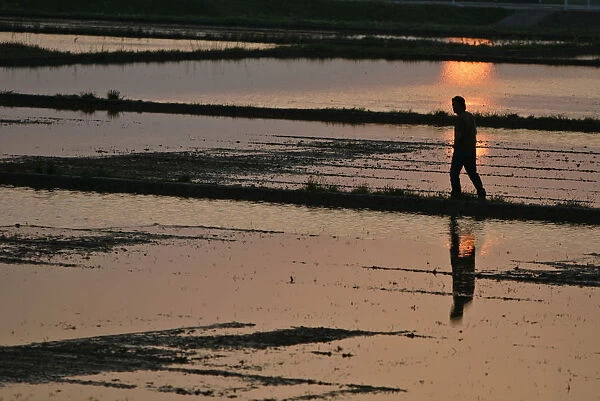 A man walks through a rice paddy field during sunset in Nikaho, northern Japan