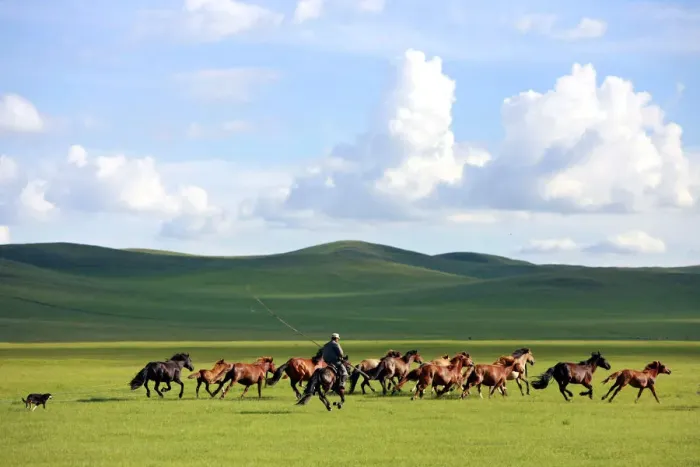 Framed Print : A man whips a herd of horses in Xilin Gol League Framed Print : A man whips a herd of horses in Xilin Gol League